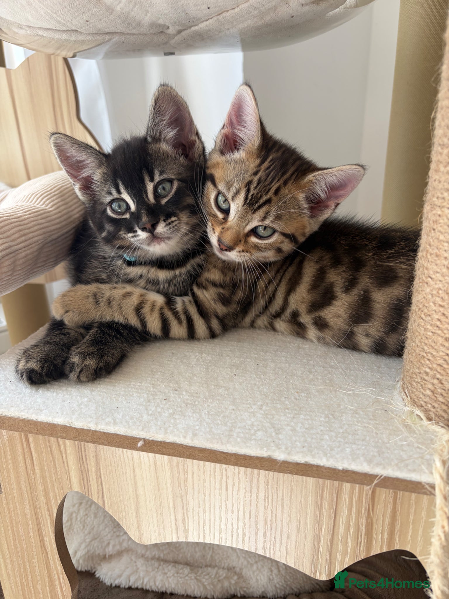 Bengal cats Pure Bengal Kittens-Rare Black Melanistic+Spotted - Advert 1
