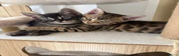 Bengal cats for sale: Pure Bengal Kittens-Rare Black Melanistic+Spotted in Beckenham - Advert 1