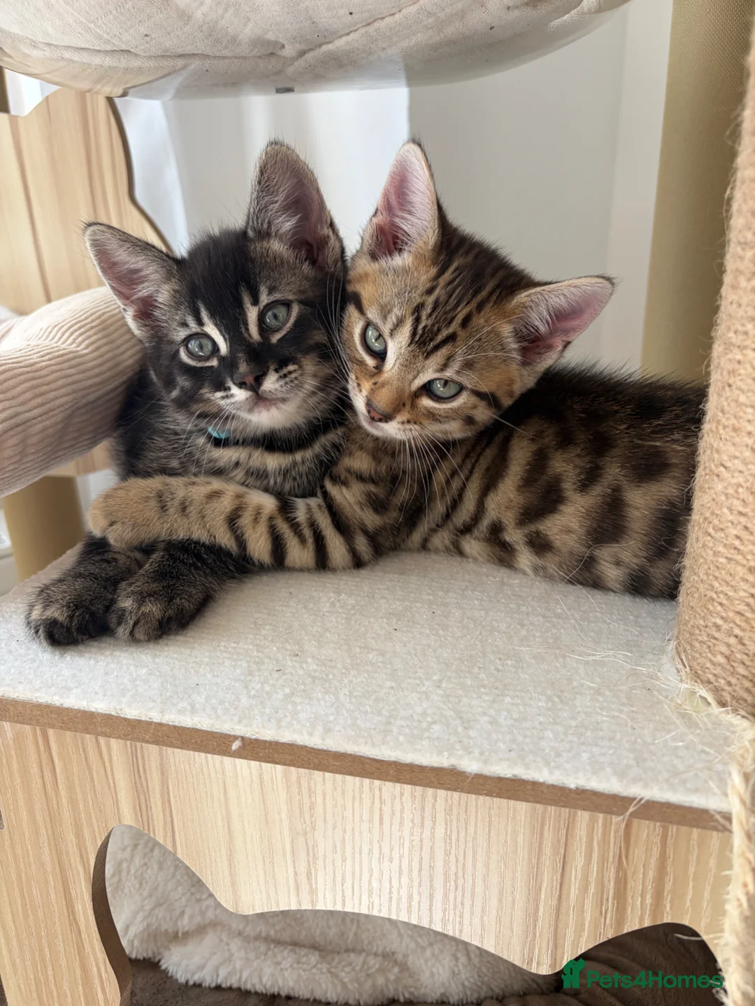 Bengal cats for sale: Pure Bengal Kittens-Rare Black Melanistic+Spotted in Beckenham - Advert 1