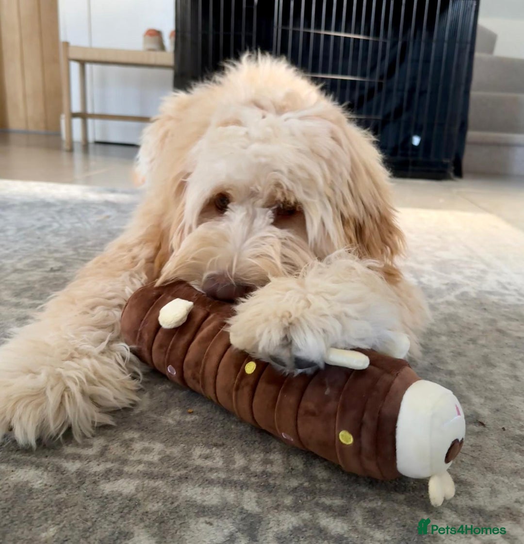 Mixed Breed dogs for sale: Gentle Giant Bernedoodles - Image 10