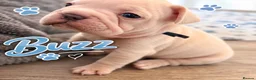French Bulldog dogs for sale: KC French Bulldogs  - Advert 15