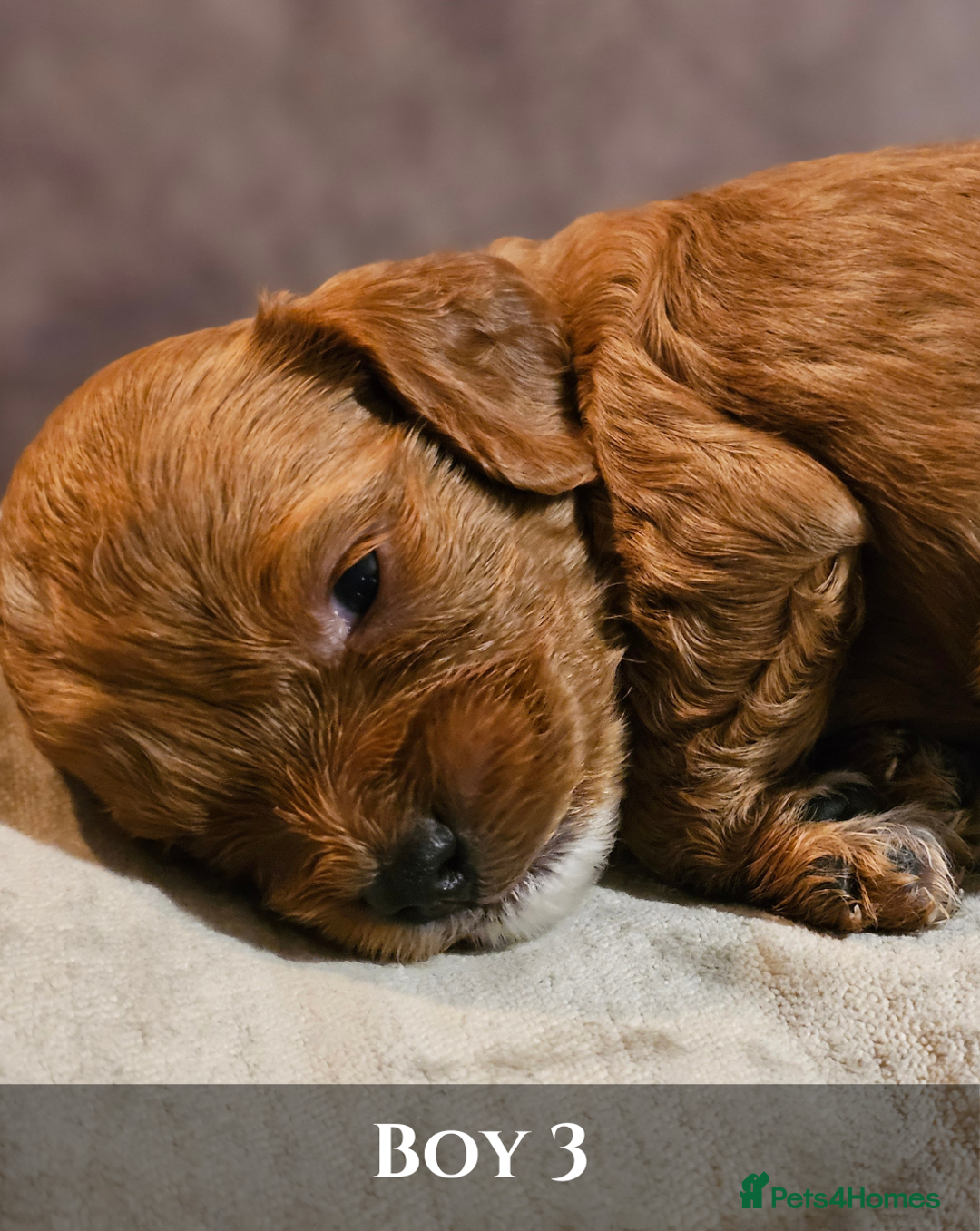 Cavapoo dogs for sale: 5 Beautiful Deep Red F1B Cavapoo Pups - Advert 18