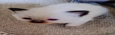 Ragdoll Kitten 3