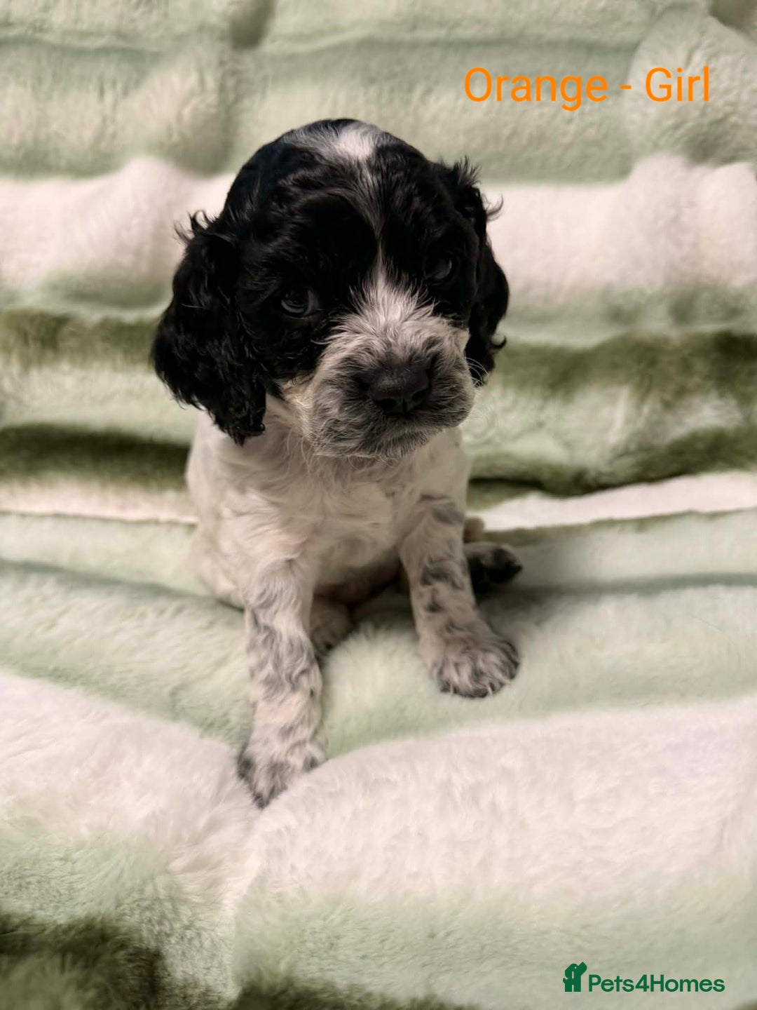 Cockalier dogs for sale: Cockalier  - Advert 6