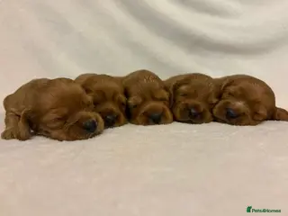 Cockalier dogs Superb Cockalier puppies - health tested parents - Advert 2