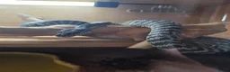 Python Snake reptiles for sale: Coastal carpet python  - Advert 4