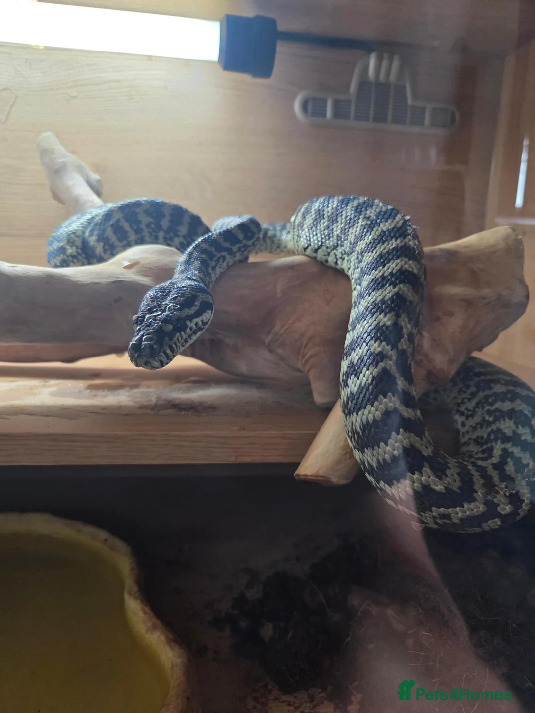 Python Snake reptiles for sale: Coastal carpet python  - Advert 4