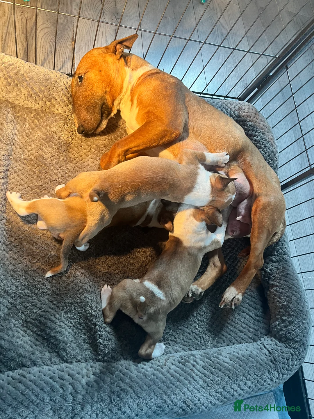 English Bull Terrier dogs for sale: Kc Miniature English bull terriers  - Advert 15