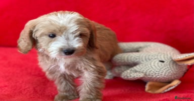 Cockapoo dogs - Advert 16
