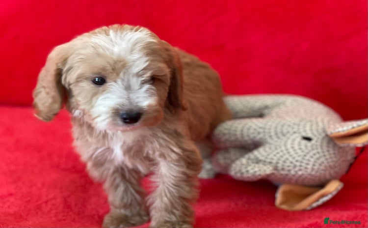 Cockapoo dogs - Advert 5
