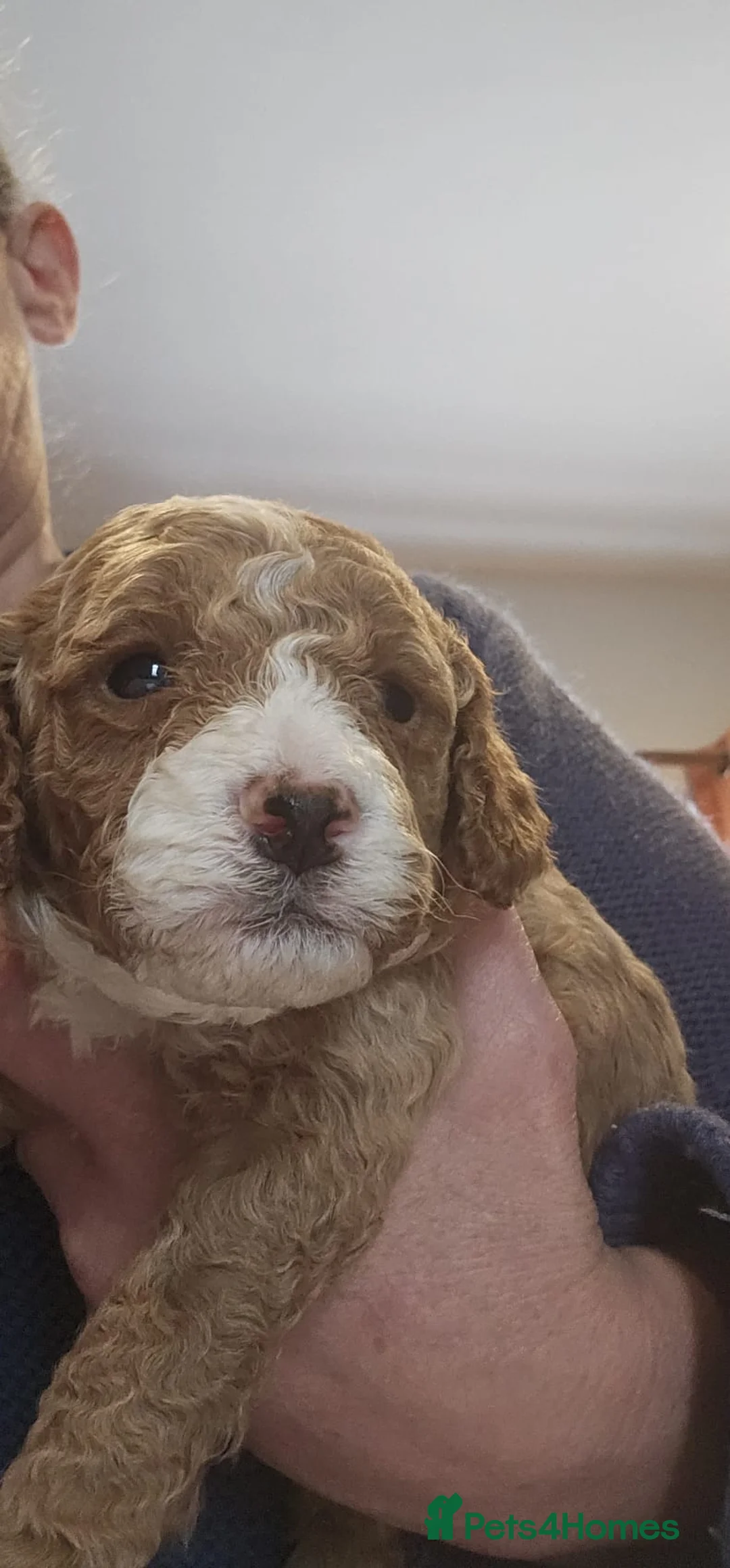 Cockapoo dogs for sale: Cockerpoo F1b Pups for sale (Ready to be rehomed) - Advert 37
