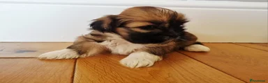 Lhasa Apso 1
