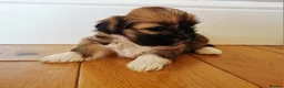 Lhasa Apso dogs for sale: Adorable Lhasa Apso Puppies  - Advert 8