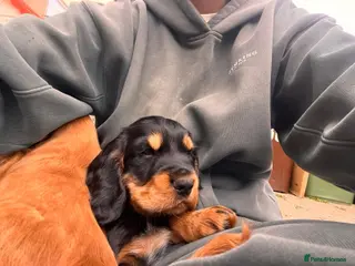 Cocker Spaniel dogs Beautiful cocker spaniel boy - Advert 5