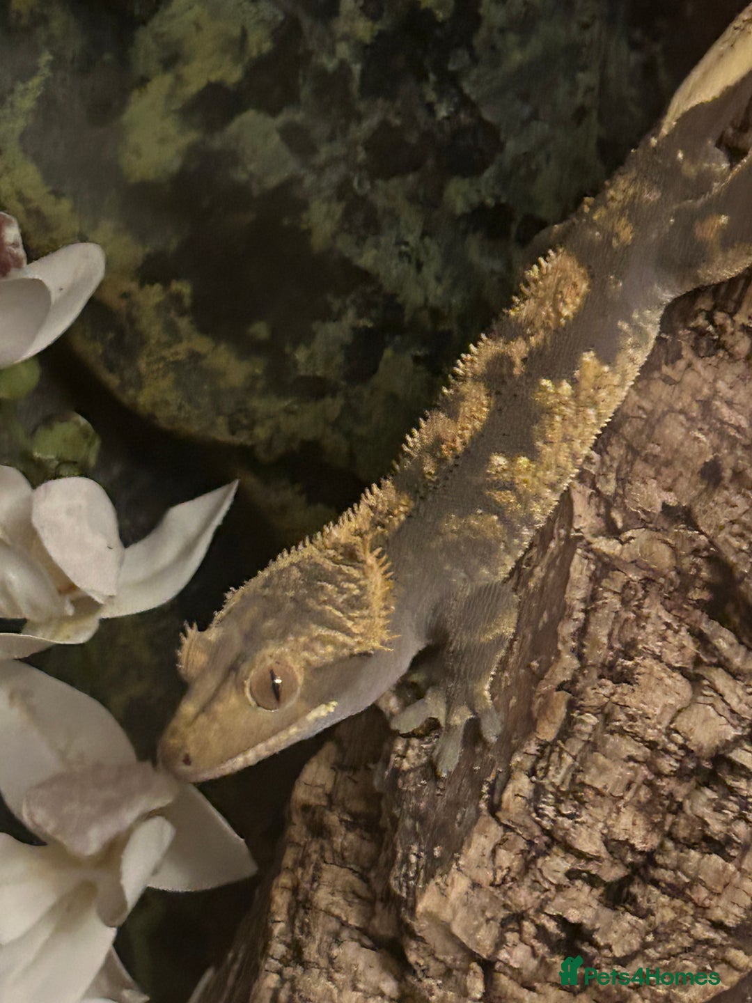 Gecko reptiles for sale: Crested Gecko - Advert 3