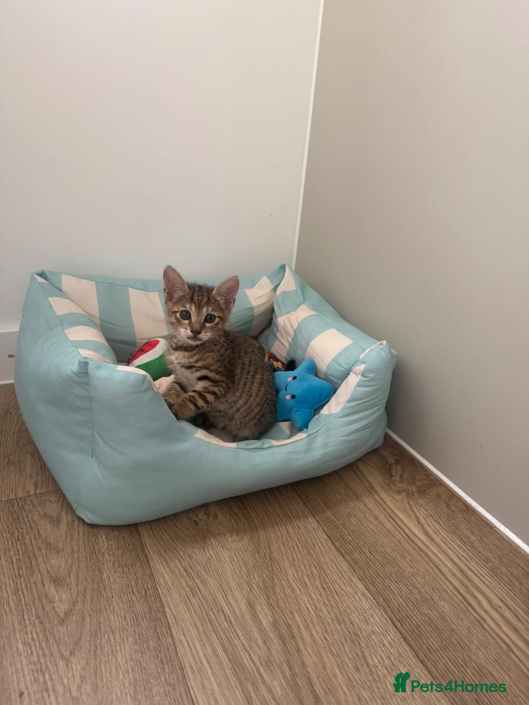 Mixed Breed cats for sale: Mixed Toyger Kittens - Advert 2
