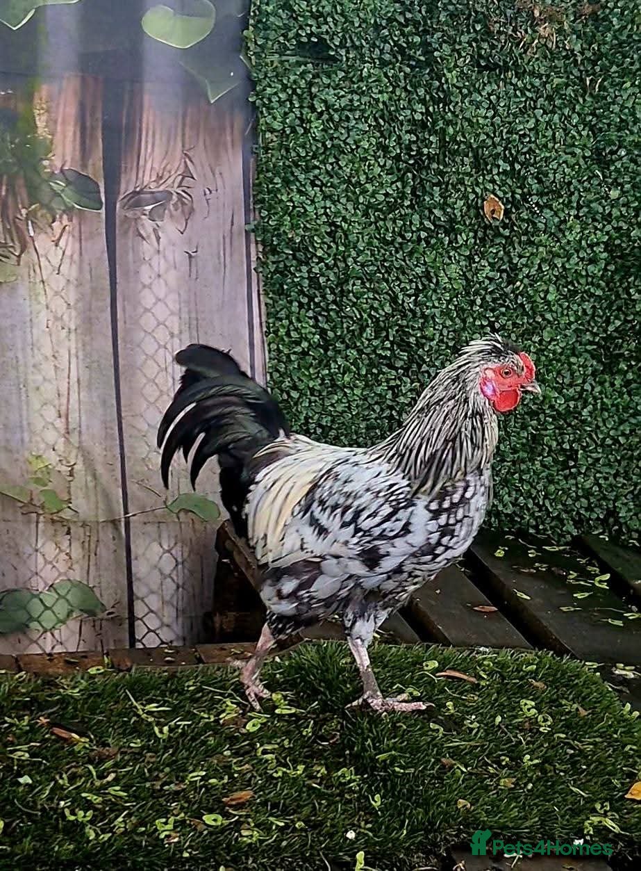 Chickens poultry Silver Laced Wyandotte mix Roo - Advert 1