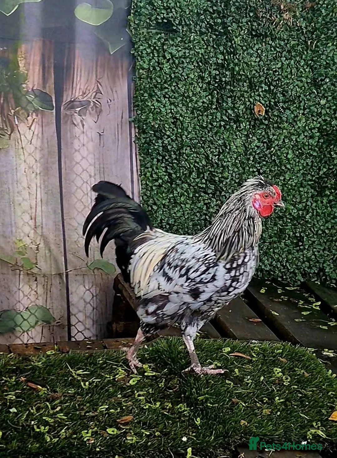 Chickens poultry for sale: Silver Laced Wyandotte mix Roo - Advert 1