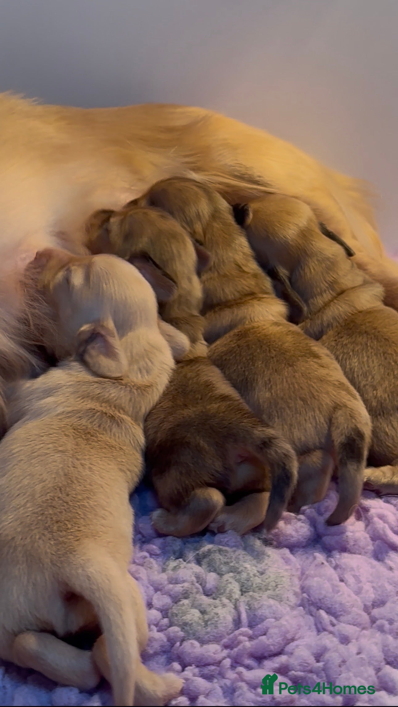 Miniature Dachshund dogs 𝕃𝕠𝕟𝕘 𝕙𝕒𝕚𝕣𝕖𝕕 𝕞𝕚𝕟𝕚 𝕕𝕒𝕔𝕙𝕤𝕙𝕦𝕟𝕕s - Advert 2