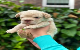 French Bulldog dogs for sale: Visual Fluffy 🧶 New Shade Frenchies 💎  - Image 11