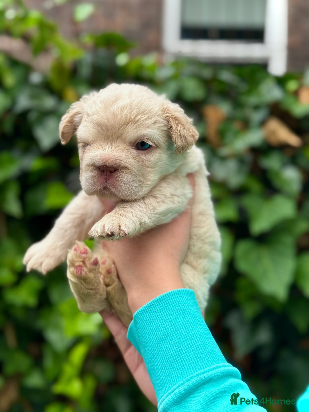 French Bulldog dogs for sale: Visual Fluffy 🧶 New Shade Frenchies 💎  - Image 11
