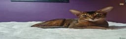 Abyssinian cats for sale: Abyssinian kittens in Scunthorpe - Advert 4