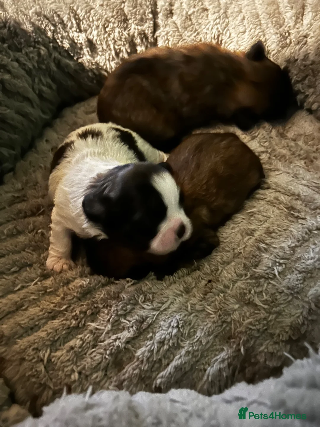 Shih Tzu dogs for sale: 3 beautiful puppies  - Advert 1