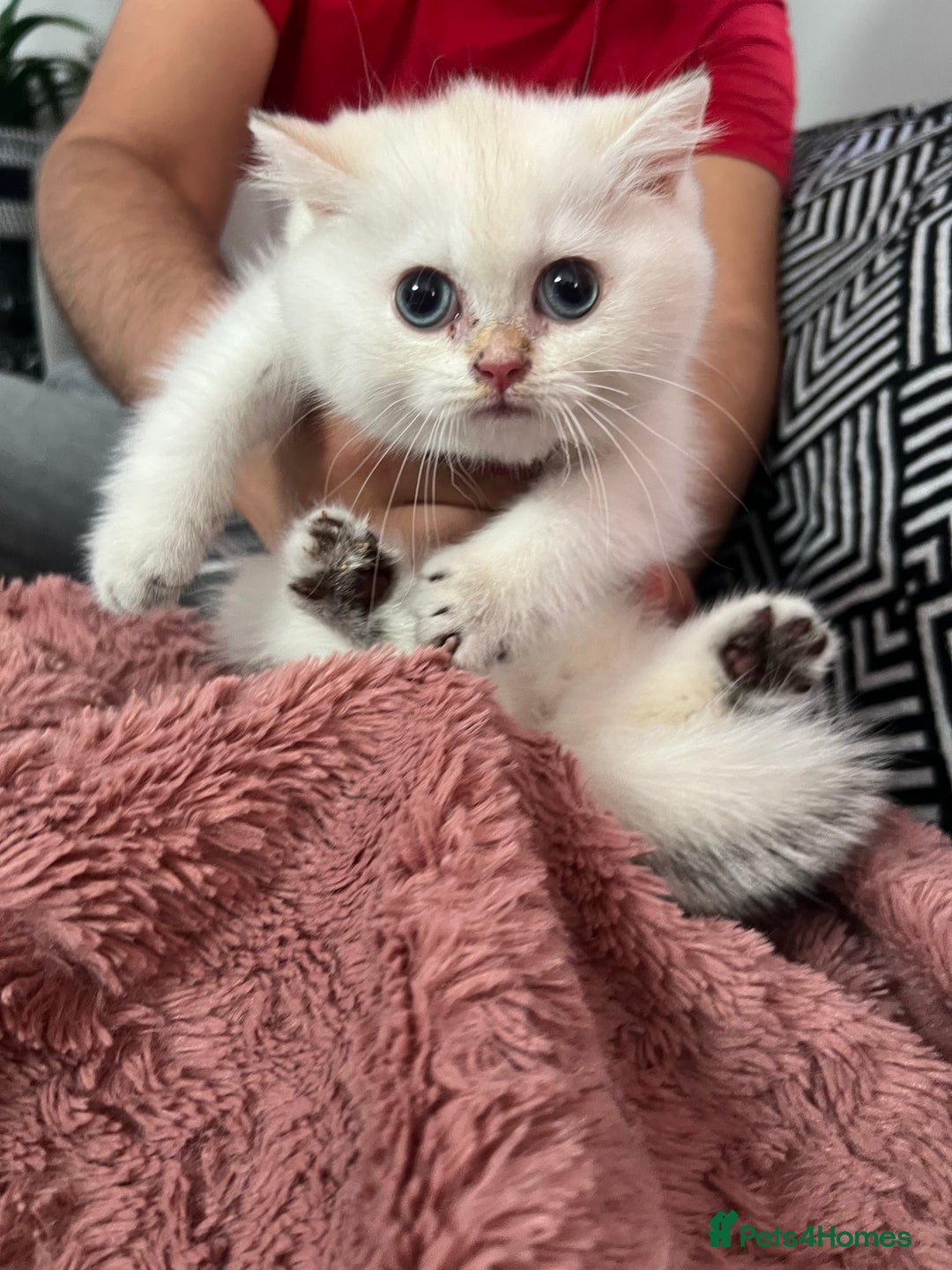 British Shorthair cats for sale: Beautiful golden white British short hair  - Image 8