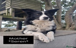Border Collie dogs for sale: Lovely Border Collie Puppies For Sale - Image 3