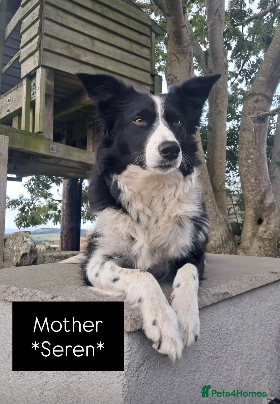Border Collie dogs for sale: Lovely Border Collie Puppies For Sale - Image 3