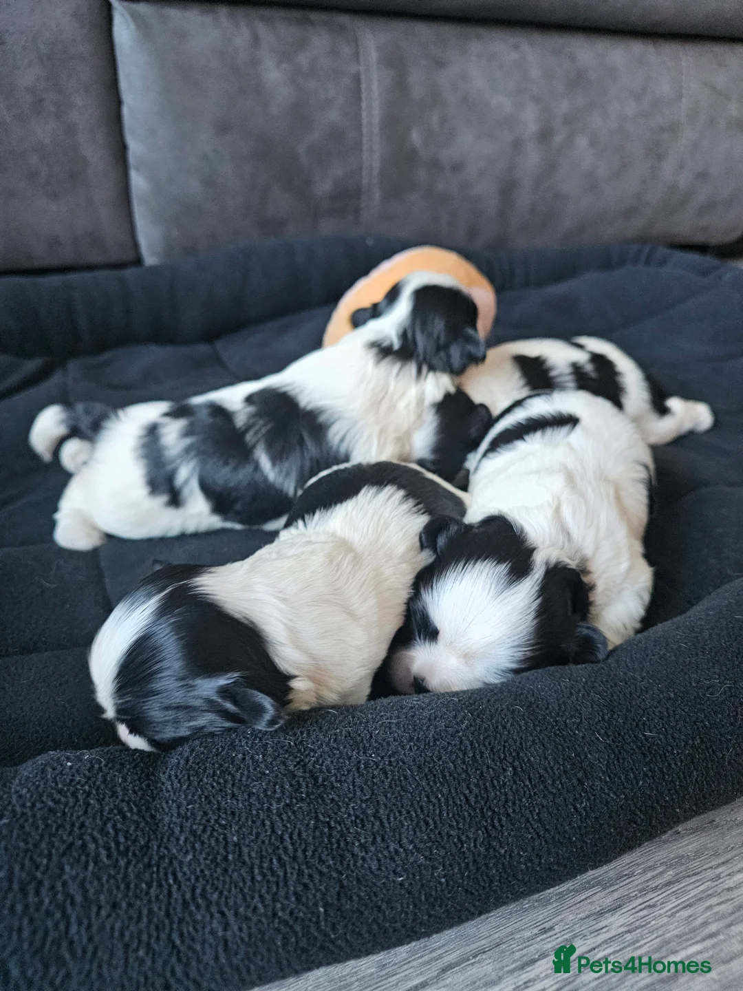Lhasa Apso dogs for sale: Lhasa apso puppies fully KC REGISTERED  - Advert 13