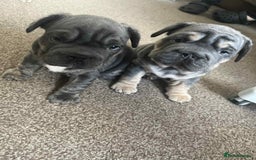 French Bulldog dogs for sale: Only 3 boys left, 5⭐️KC frenchies carrying fluffy  - Image 21