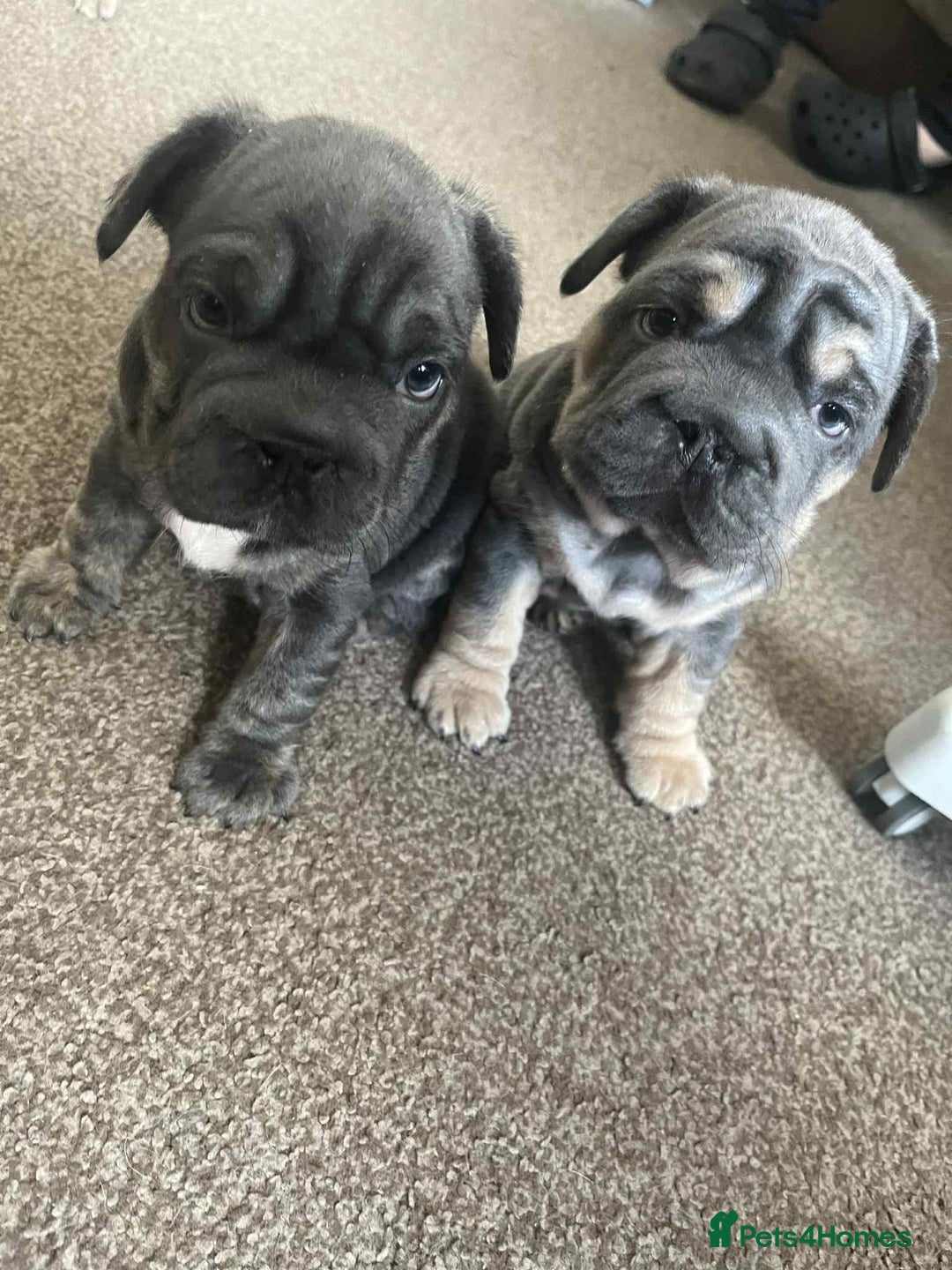French Bulldog dogs for sale: Only 3 boys left, 5⭐️KC frenchies carrying fluffy  - Image 21
