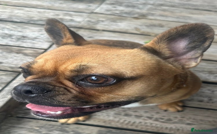 French Bulldog dogs - Advert 1