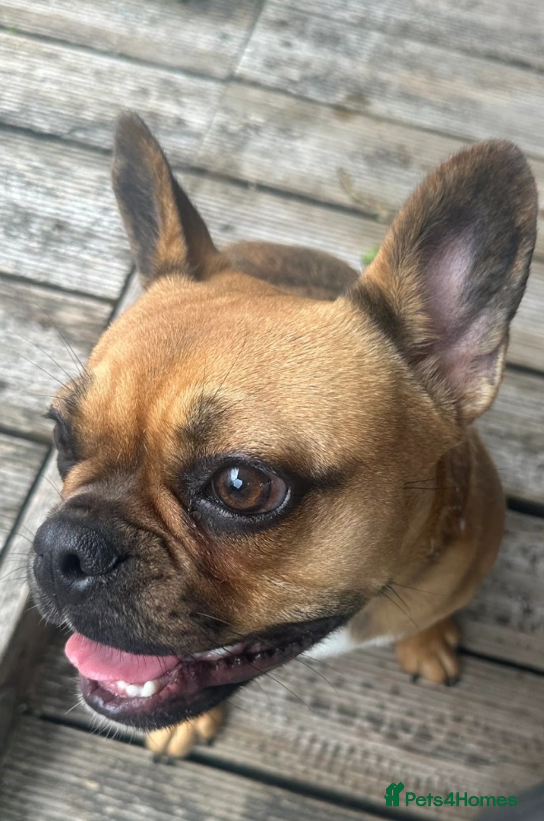 French Bulldog dogs for sale: French bulldog  - Image 1