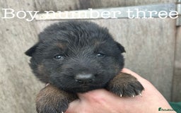 German Shepherd dogs for sale: German Shepherd puppies for sale  - Image 9