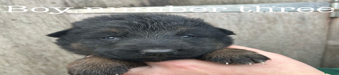 German Shepherd Puppy 3