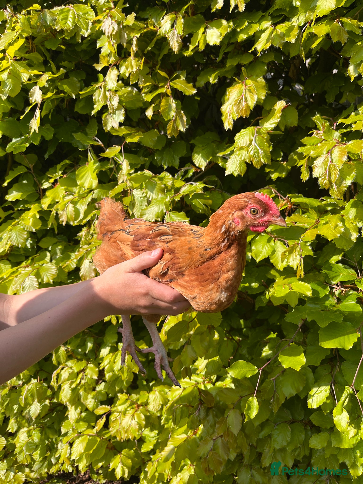 Chickens poultry 9 x mixed breed chicks - Advert 18