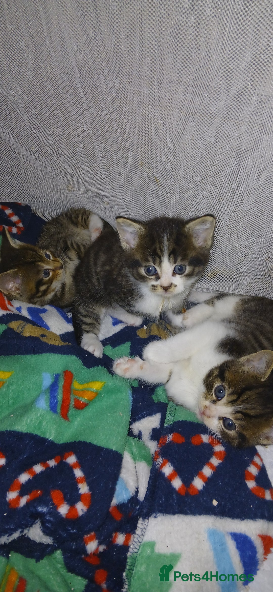 Bengal cats for sale: Male/Femal - Image 1