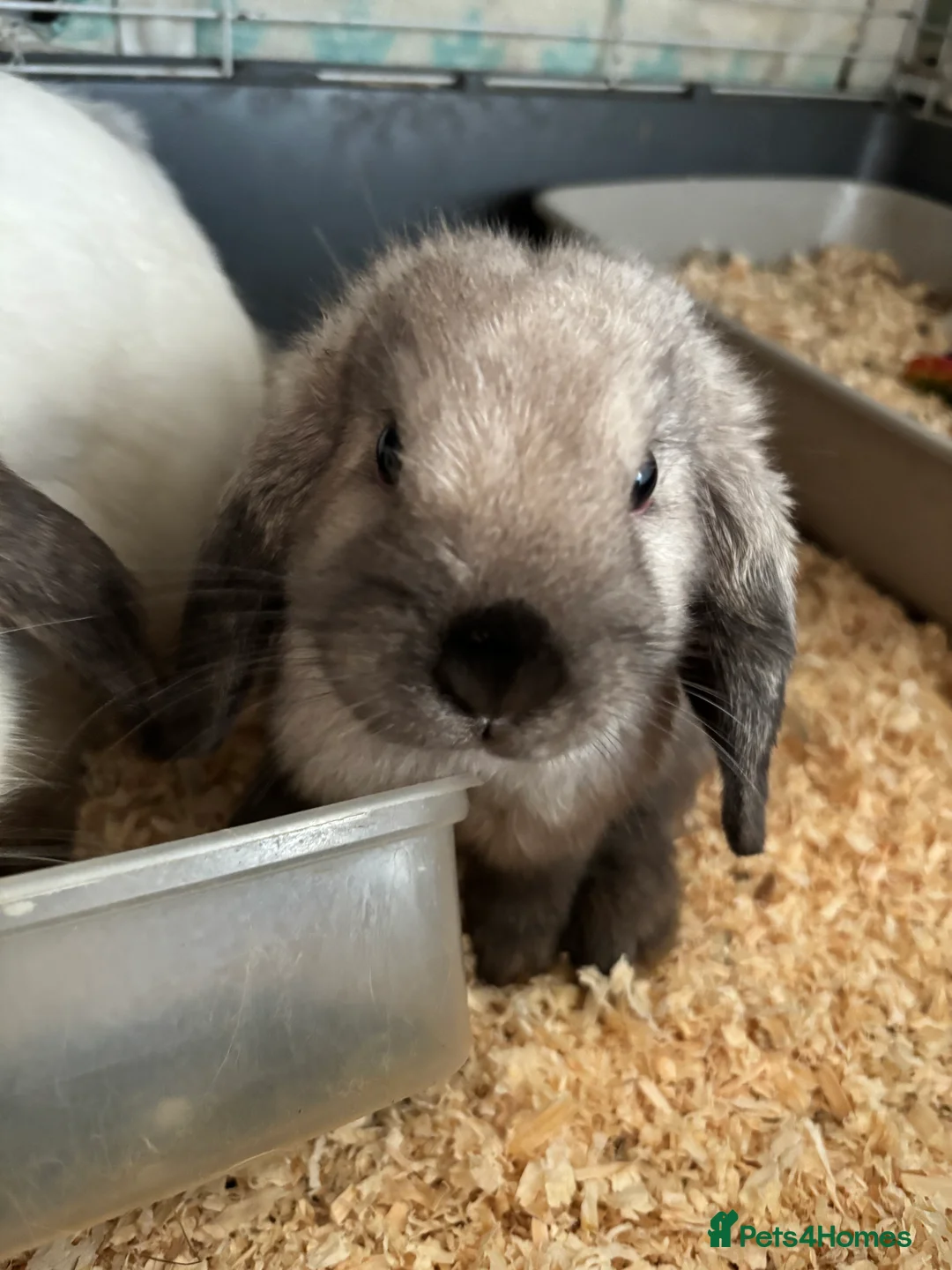 Mini Lop rabbits for sale: Beautiful pure bred seal point mini lop bunnies  - Advert 10