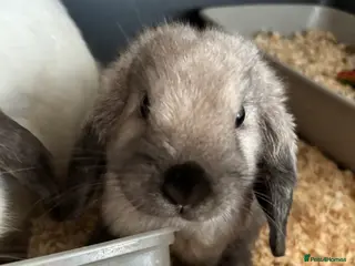 Mini Lop rabbits Beautiful friendly bunnies - Advert 2