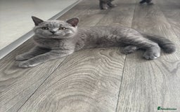 British Shorthair cats for sale: Chunky British Shorthair Kittens in Braintree - Image 23