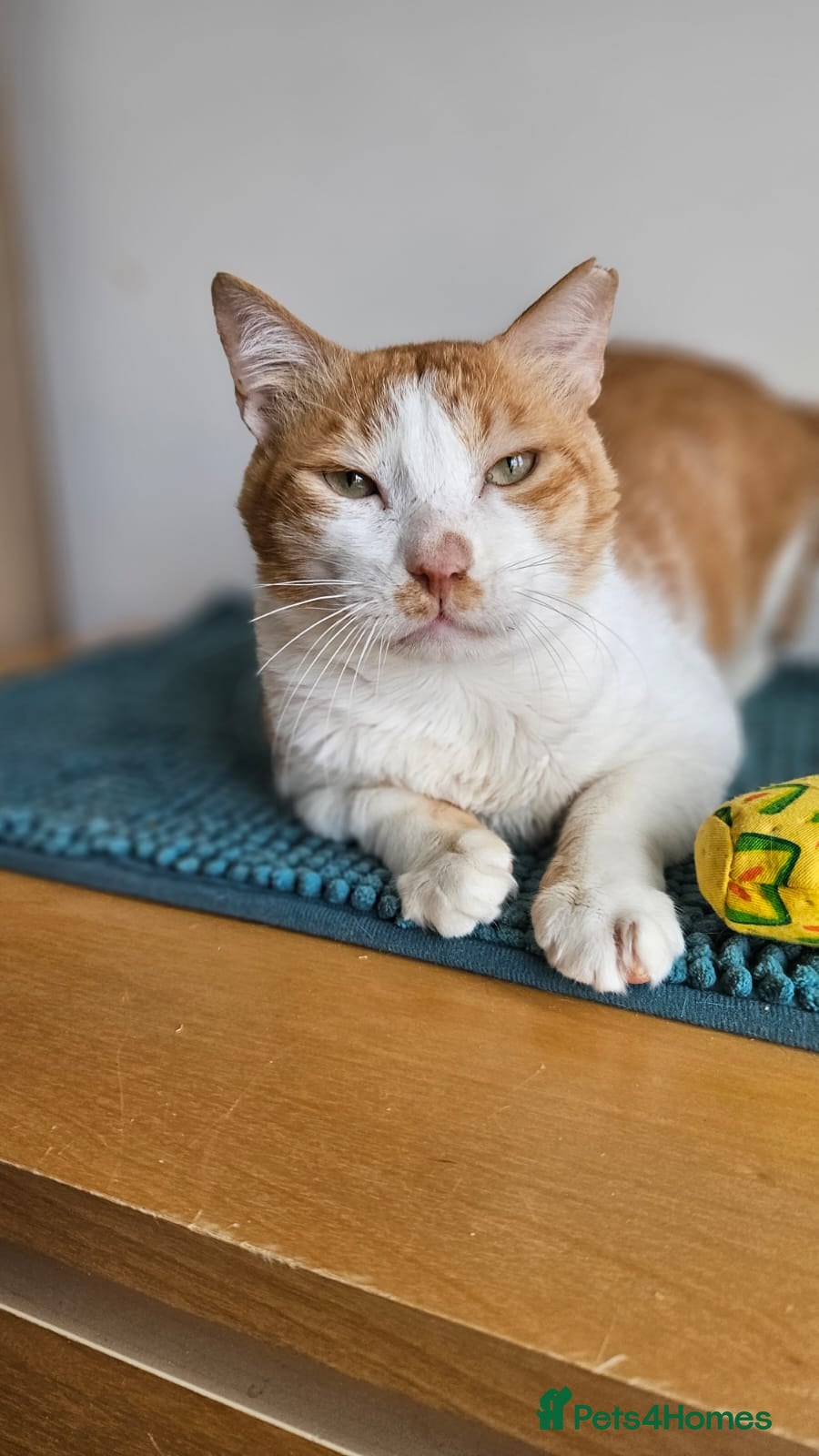 Mixed Breed cats Male Rescue Cat for Indoor-Only Adoption - Advert 3