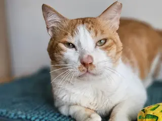 Mixed Breed cats Male Rescue Cat for Indoor-Only Adoption - Advert 3