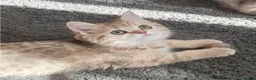 British Shorthair cats for sale: British Shorthair Blue & Black Gold Spotted Tabby  - Advert 23