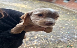 Cocker Spaniel dogs for sale: Beautiful cocker spaniel puppies❤️ - Image 1