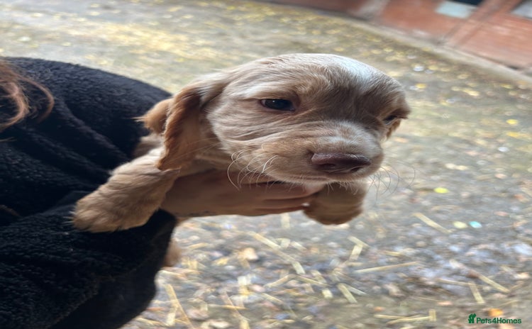 Cocker Spaniel dogs - Advert 16