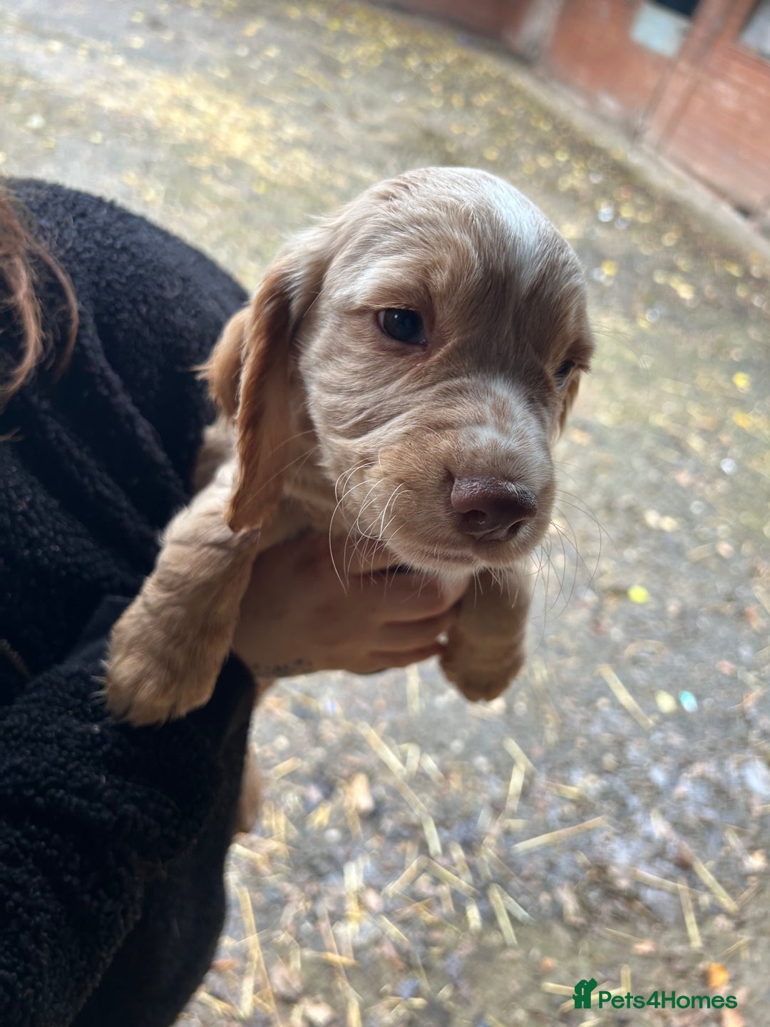 Cocker Spaniel dogs for sale: Beautiful cocker spaniel puppies❤️ - Image 1