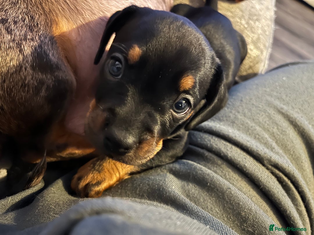 Mixed Breed dogs for sale: Miniature dachshund X French bulldog  - Image 7