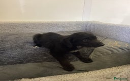 Mixed Breed dogs for sale: Whippet x bedlington - Image 20